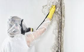 Why You Should Choose Our Mold Remediation Services in Cartersville, GA